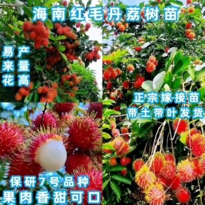 海南红毛丹树苗 嫁接双季保研7号红毛丹荔枝树苗盆栽地裁当年挂果