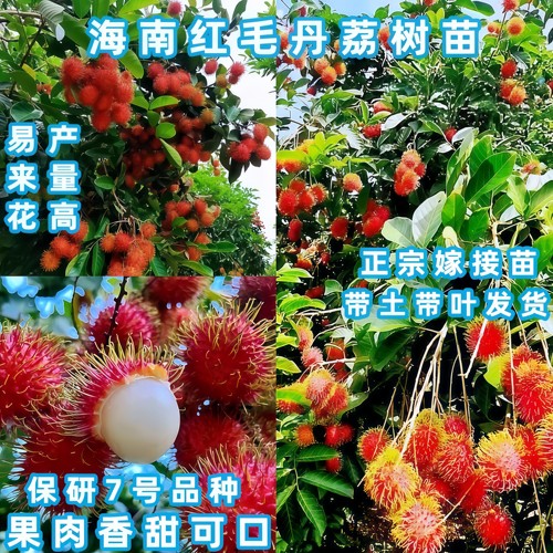 嫁接双季保研7号红毛丹荔枝树苗