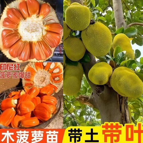 菠萝蜜苗榴莲蜜苗红肉黄肉嫁接苗
