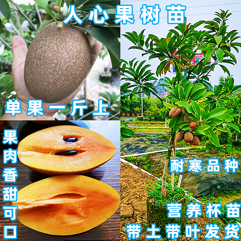 四季香甜人心果树苗当年挂果