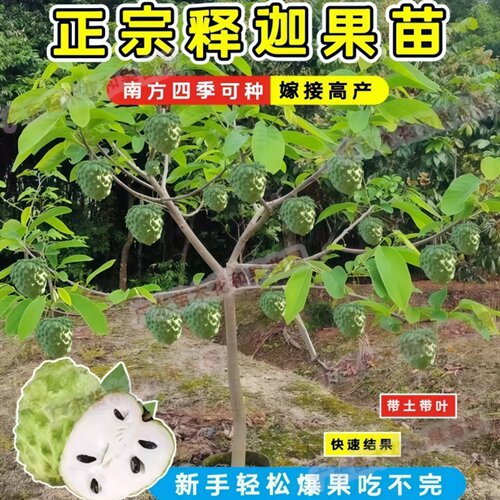 释迦果苗嫁接凤梨牛奶释迦果树苗