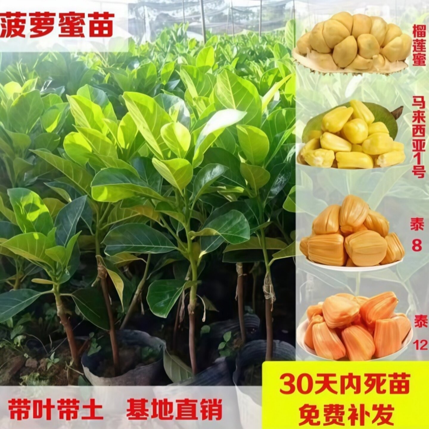 正宗菠萝蜜苗干苞榴莲蜜苗红肉黄肉湿苞嫁接苗带土带叶营养杯发货