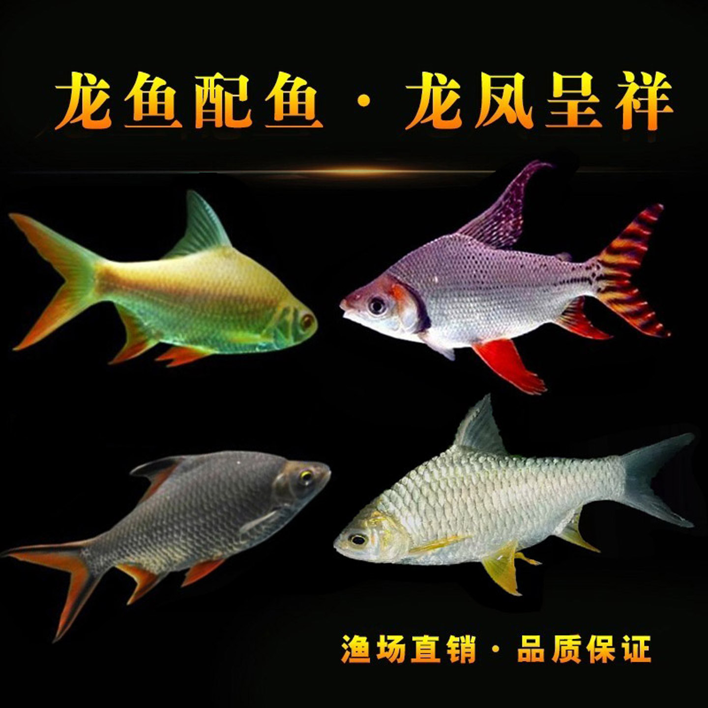 飞凤鱼活体直纹飞凤金银凤泰国鲫龙鱼配鱼柠檬鲫热带观赏鱼清洁鱼