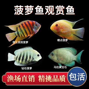 虎斑菠萝鱼活体喷点菠萝马拉莫宝石活鱼淡水鱼热带观赏鱼龙鱼配鱼