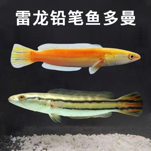 铅笔鱼观赏鱼黄化铅笔鱼小盾鳢大型凶猛肉食多曼雷龙鱼淡水鱼