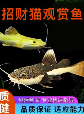 活体鲶鱼招财猫鱼活体鱼