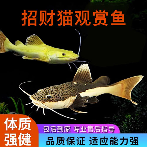 活体鲶鱼招财猫鱼活体鱼