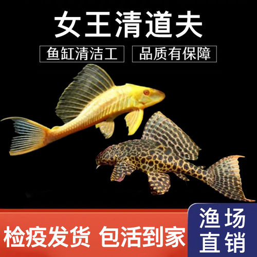 除藻清道夫清道夫清洁