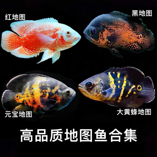 地图鱼淡水观赏鱼地图鱼淡水