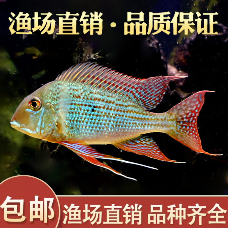 关刀鱼活体南美食土鲷红珍珠关刀斯威尼和尚关刀热带观赏鱼