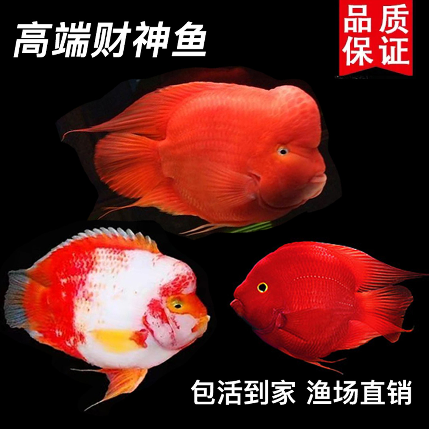 红鹦鹉鱼活鱼热带观赏鱼淡水鱼招财鱼元宝鱼血红发财鱼财神鱼