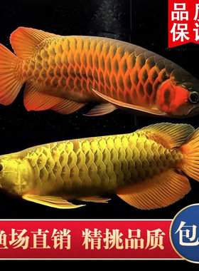 印尼金龙鱼金龙鱼活体