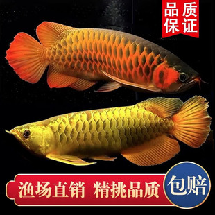 印尼红龙鱼金龙鱼活鱼热带观赏澳洲星点龙鱼活体大型练手龙鱼