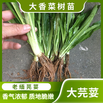 大芫荽香菜树苗新鲜现挖带根可种带泥野生洋刺芹傣味香料缅甸蔬菜