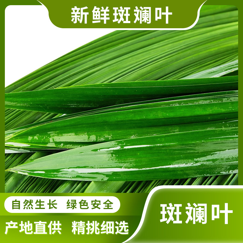 新鲜斑斓叶食用班香兰叶现摘千层糕烘焙材料鲜榨汁糯米饭南宁直发