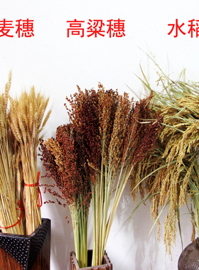 天然干稻穗稻谷麦穗小麦五谷丰登