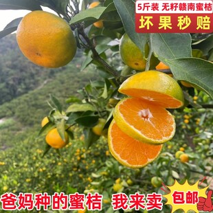正宗赣南寻乌蜜桔皮薄无籽多汁橘子蜜橘整箱新鲜孕妇水果大青绿皮