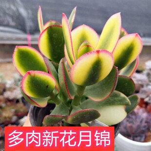 耐寒家里花卉绿植盆栽 多肉植物新华月锦 黄金玉树好养花卉吸甲