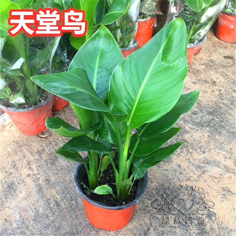 花卉绿植盆栽金钻苗天堂鸟植物鹤望兰大型绿植客厅四季长青吸甲醛
