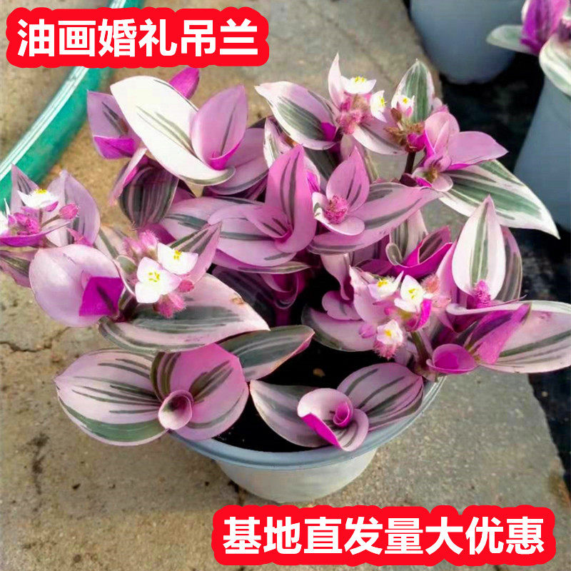 室内室外油画婚吊兰净化空气办公室绿植盆栽桌面网红好养,鲜花速递/花卉仿真/绿植园艺,时令草本花卉,淘宝优惠券,粉丝福利购,淘宝优惠卷