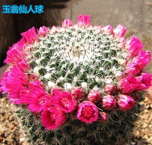 多肉植物仙人球 大玉翁会开花的仙人球桌面盆栽花卉植物带盆栽好