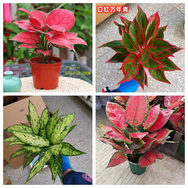 皇后盆栽水培植物万年红吉利室内