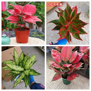 如意皇后花盆栽水培植物吉祥如意万年红吉利红皇后室内盆栽大红色