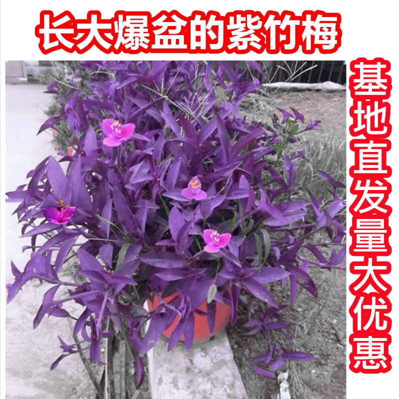 室外室内花卉绿植盆栽紫色吊兰紫竹梅紫罗兰喜光好养植物鸭芷草 鲜花速递/花卉仿真/绿植园艺 绿植 原图主图