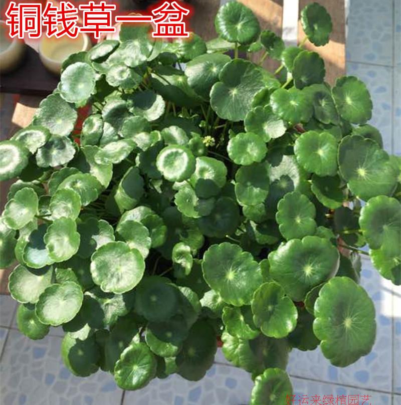 铜钱草招财水养带叶子发货盆栽