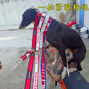 猎犬一拉紧遛狗绳细狗一体牵引绳惠比特格惠格力狗绳链长中型狗狗