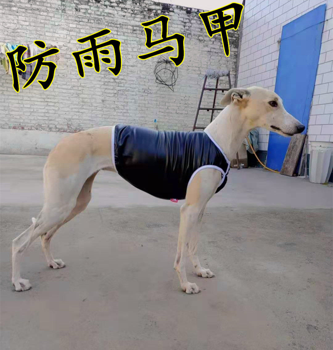 格力犬披风惠比特个性狗狗雨衣
