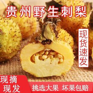 新鲜刺梨鲜果5斤泡酒贵州特产野生刺梨维vc水果现摘现发应季刺梨
