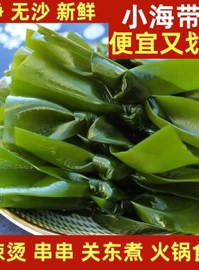 盐渍小海带结新鲜商用无沙非干货特厚海带扣串串麻辣烫火锅食材