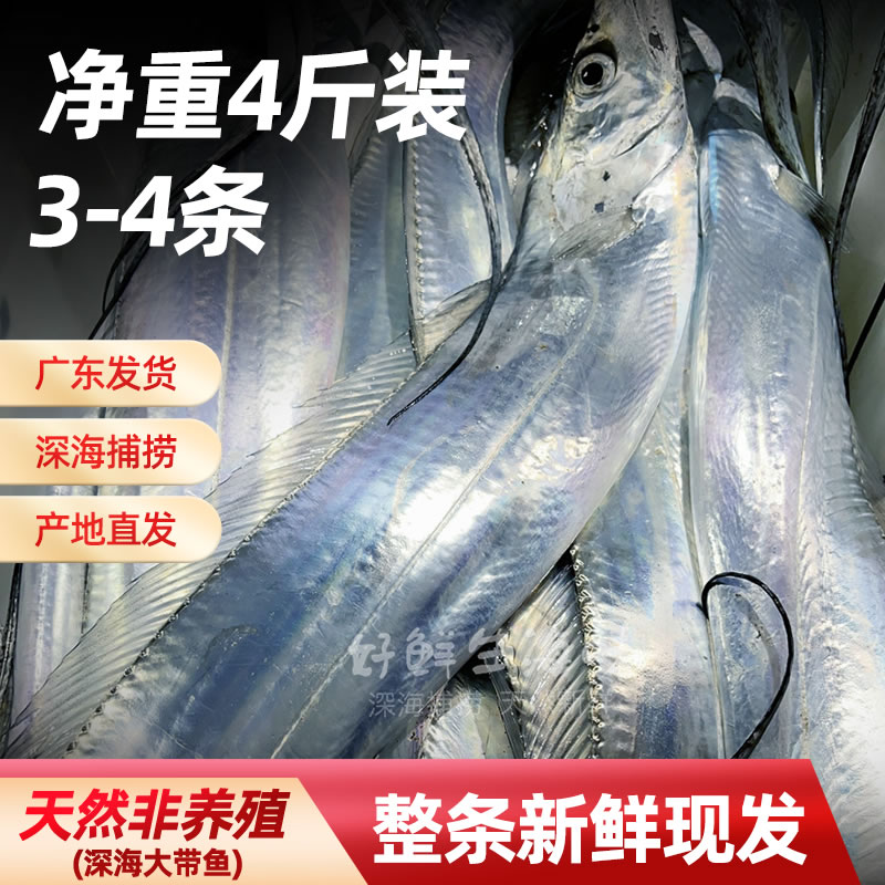 广东茂名带鱼新鲜整条切断冷冻