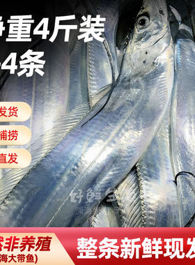 广东茂名带鱼新鲜整条切断冷冻