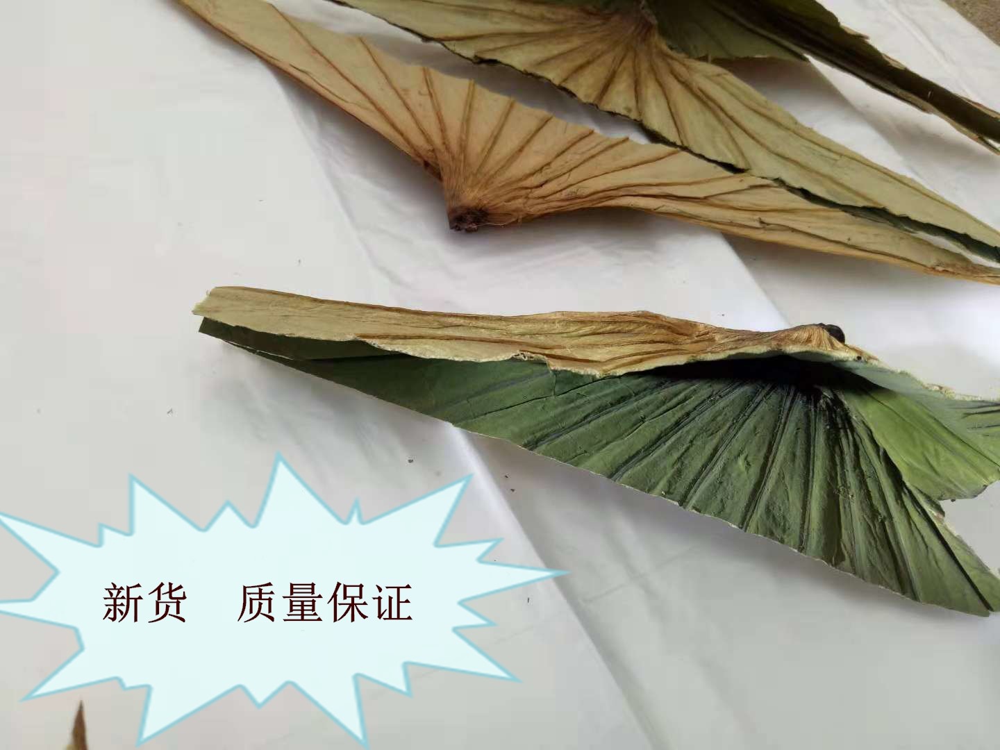 微山湖荷叶蒂中药材荷叶顶纯天然