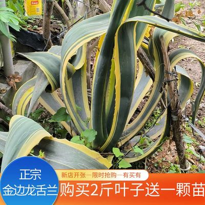 金边龙舌兰阳台中药材好养易活