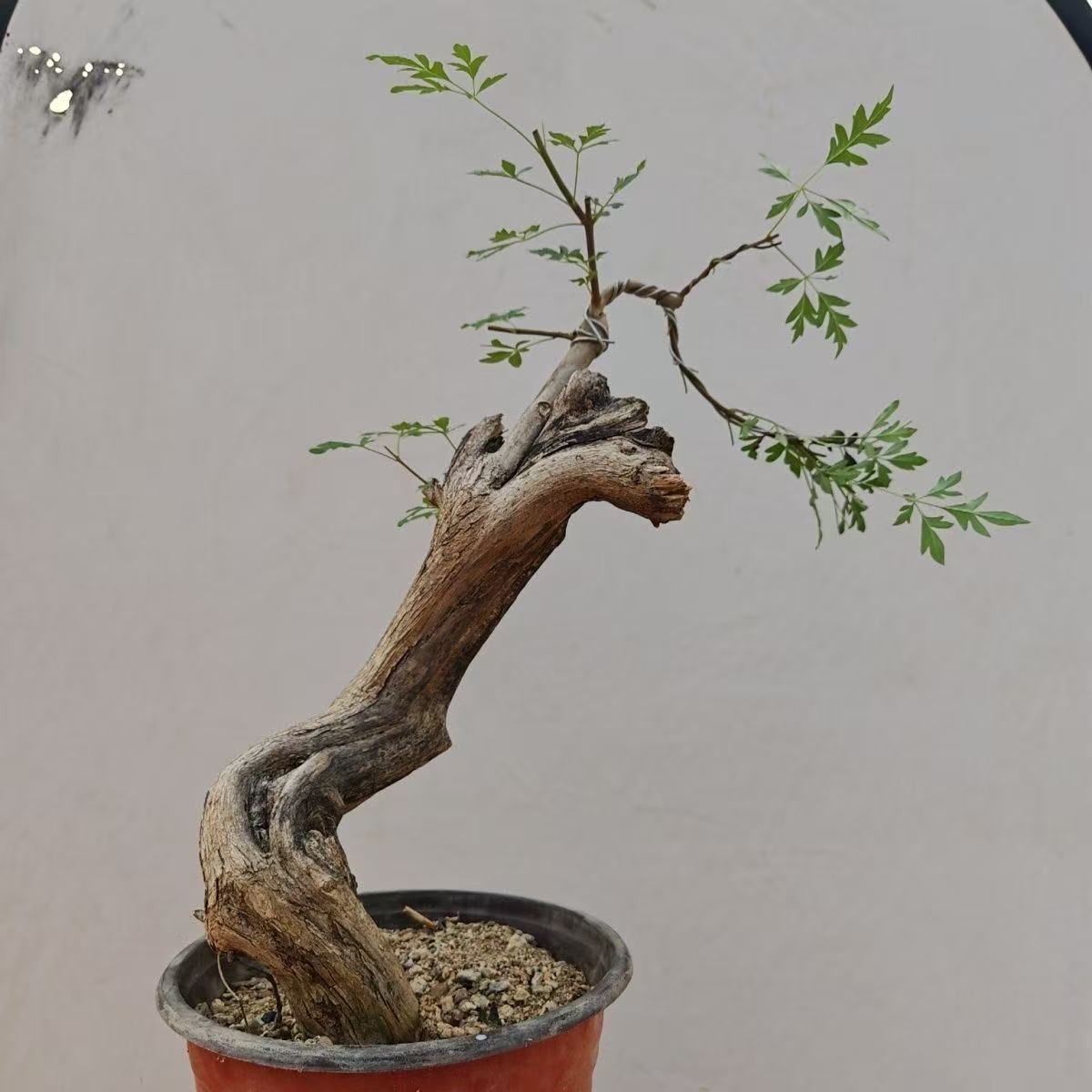 直播间一物一拍链接掌中宝各种小品盆景