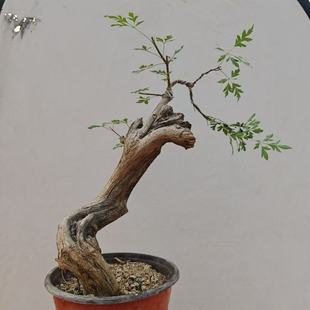 直播间一物一拍链接掌中宝各种小品盆景