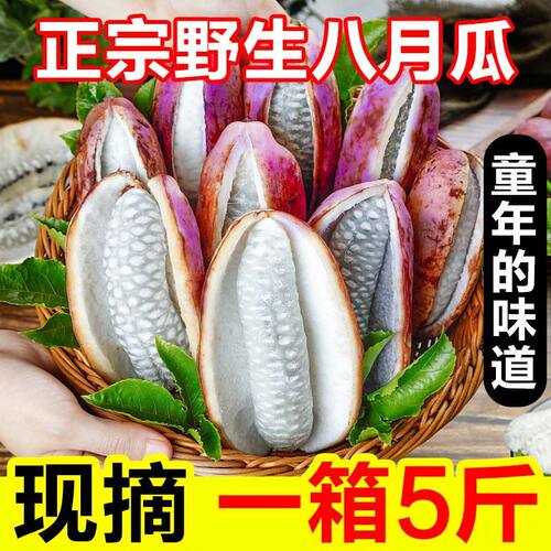 新鲜野生八月瓜水果现摘八月炸野果应当季特色罕见九月网红鲜果