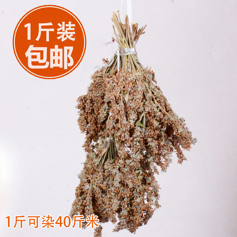 广西黄花饭五色糯米饭密蒙花黄色米饭黄香花饭团植物染料黄饭花