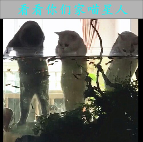 促销定制透明PC鱼缸盖板宠物水族箱防逃防猫盖乌龟缸盖高透明PC耐