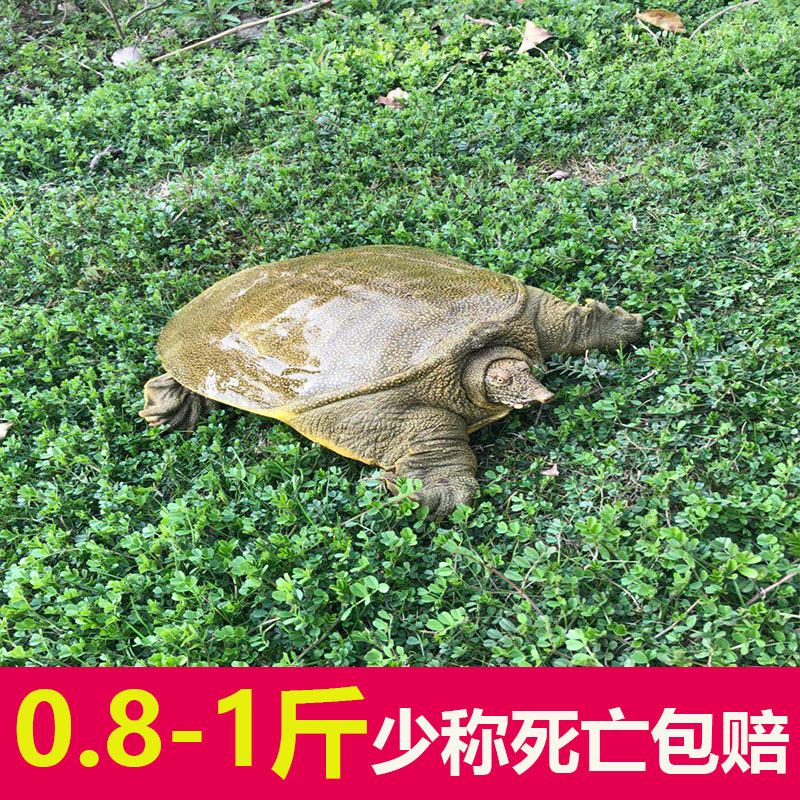 大甲鱼活体农家苗包邮王八海鲜活生态特产中华老鳖团水鱼新鲜土鳖