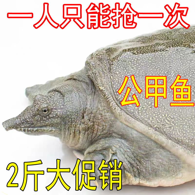 外塘大甲鱼鲜活食用体小中华鳖苗放养垂钓卤味麻辣甲鱼食用,水产肉类/新鲜蔬果/熟食,甲鱼,淘宝优惠券,粉丝福利购,淘宝优惠卷