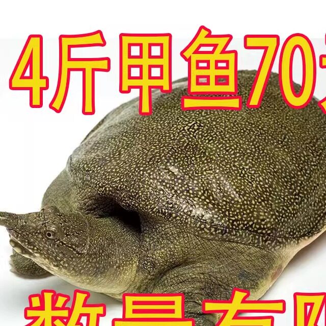 外塘大甲鱼活体免邮中华老王八小鳖活苗龟生鲜团水鱼淡水鱼1342斤