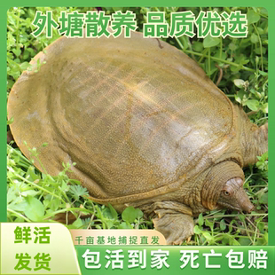 甲鱼鲜活生态野外生长中华老鳖本地外塘公母水鱼活体团鱼食用王八