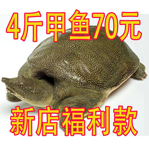 甲鱼好吃不贵红烧清蒸