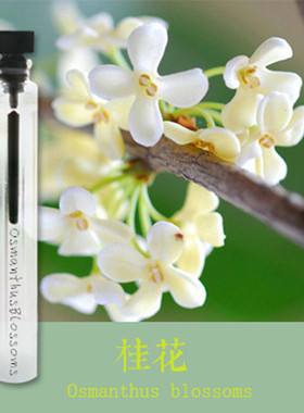 偶遇私家桂花味香水怀旧经典花香