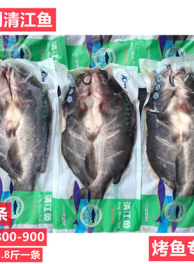 半成品腌制鮰鱼清江鱼商用烤鱼