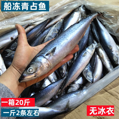 船冻青占鱼20斤新鲜海鲜中号冷冻青花鱼小头鱼鲐鲅鱼马鲛鱼鲭包邮 - 封面